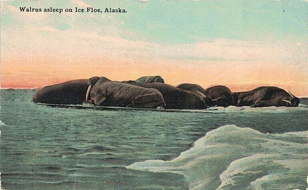 A Vintage, Unused Postcard Fr Alaska Territory Of 7 Walrus Sleeping On Ice Flow~