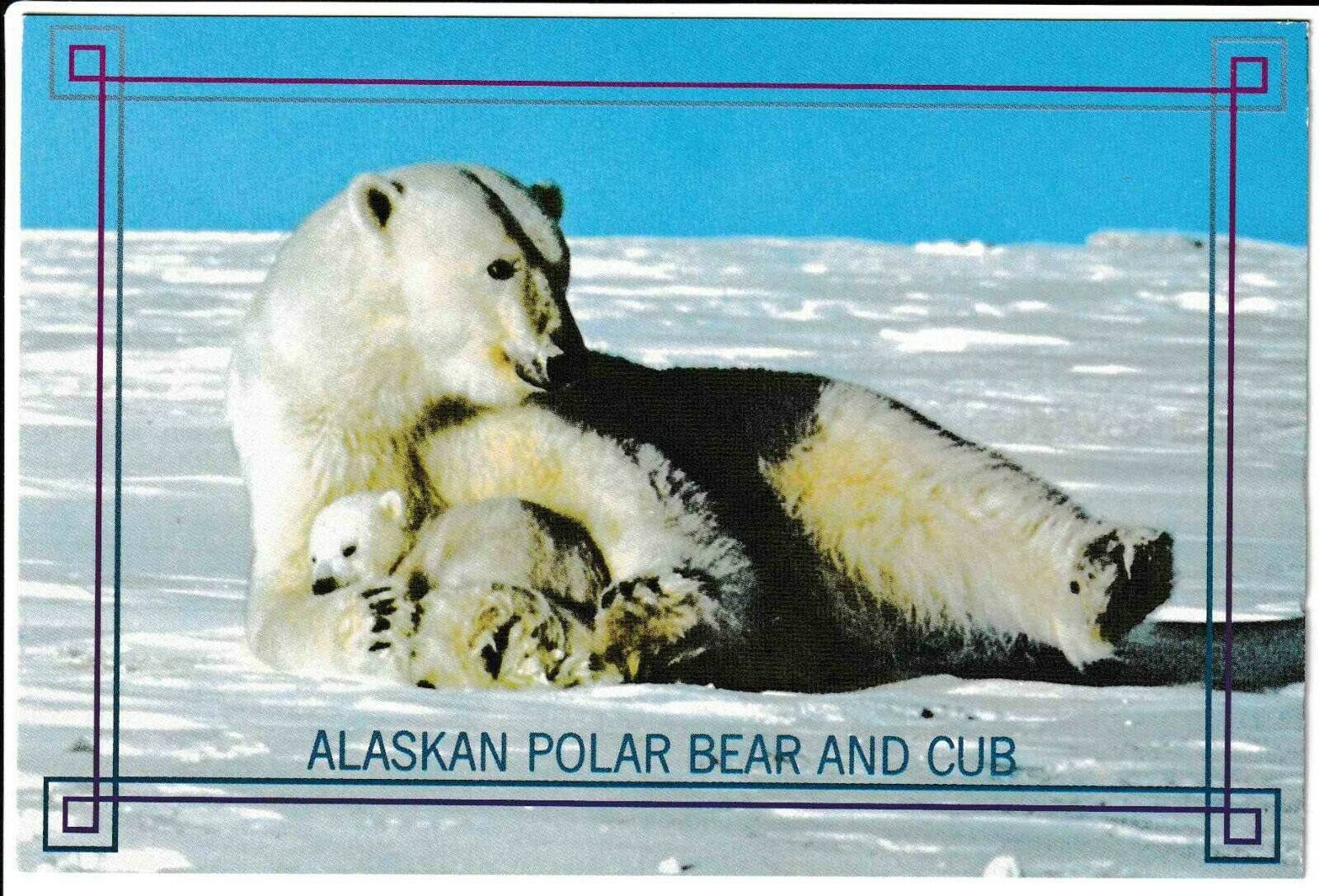 Alaska Polar Bear and Cubs Prudhoe Bay Area Postcard Old Vintage Card